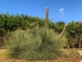 The original pine of Aleppo or Jerusalem PÃÂ«nus halepÃânsis. It looks like a huge spiny snail